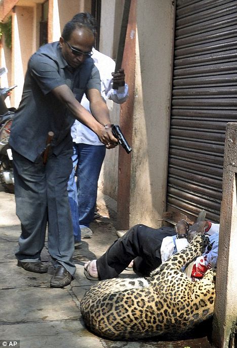 Con báo cắn người bị viên cảnh sát Ấn Độ nổ súng bắn chết.