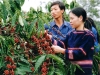 Đoàn viên hướng dẫn đồng bào dân tộc thiểu số thu hoạch cà phê.  Ảnh: Huỳnh Kiên.