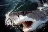 Bắt được cá mập ở vùng biển dân bị cá dữ tấn công
